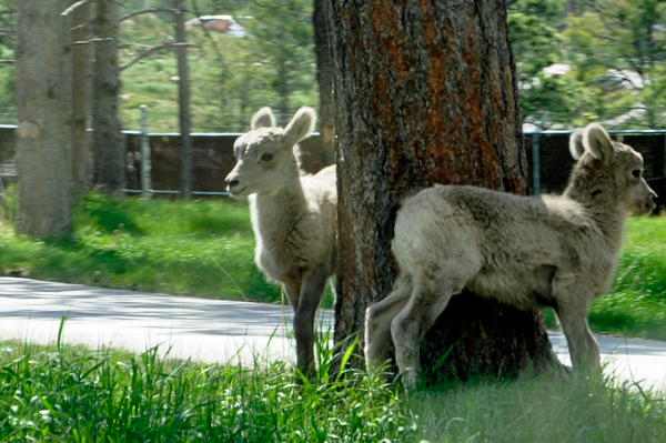 Rocky Mountain Goat at Bear Country USA